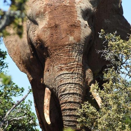Orange Elephant Backpackers Pansiyon Addo Dış mekan fotoğraf