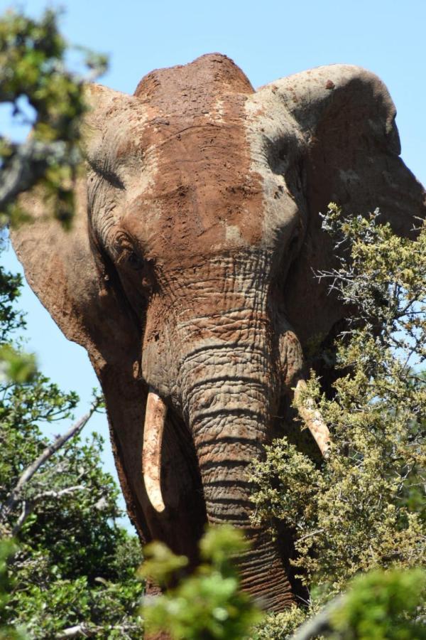 Orange Elephant Backpackers Pansiyon Addo Dış mekan fotoğraf
